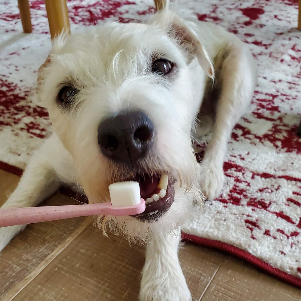 Puppy Polisher Biodegradable Toothbrush